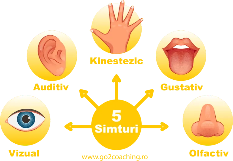 Infografic «5 simțuri»: vizual, auditiv, kinestezic, gustativ și olfactiv, baza sistemului VAK-AD