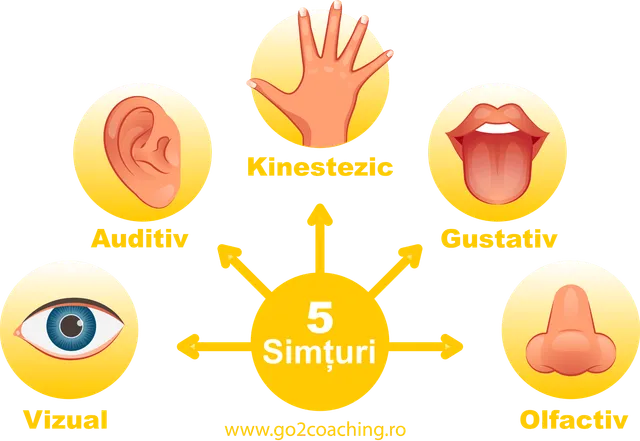 Cele 5 simțuri pe cercuri galbene în jurul cuvintelor „5 Simțuri”: vizual (ochiul), auditiv (urechea), kinestezic (mâna), gustativ (gura) și olfactiv (nasul)