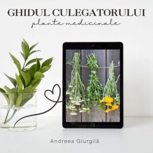 Ghidul culegătorului-plante medicinale